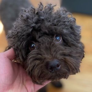 Meet your Posher, Sungjin